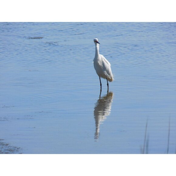 Nikon COOLPIX L330 Digital Camera 20.2MP 26x Optical Zoom HD Video 32GB SD MINT - Picture 6 of 16